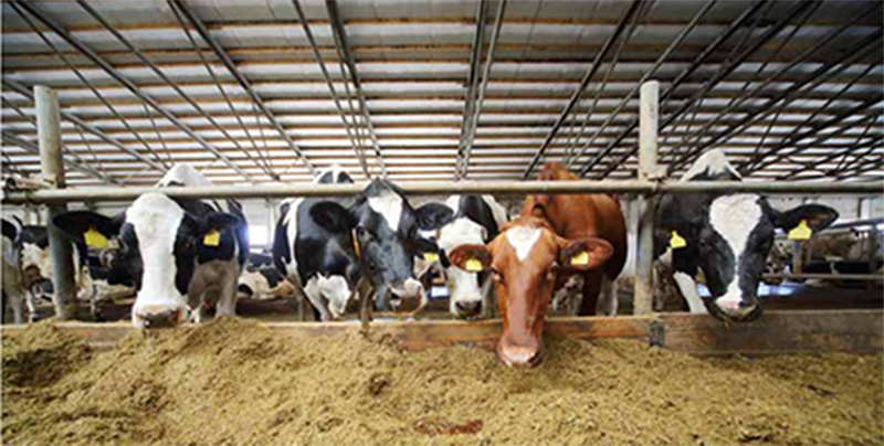 Wedge Wire Screen Basket Separator2